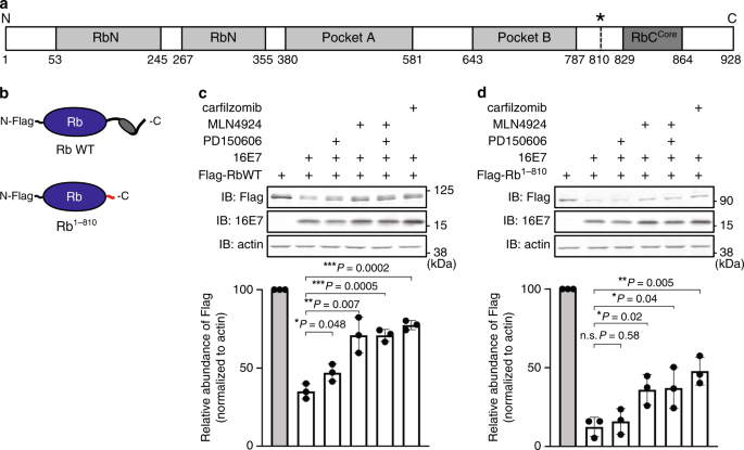 A Masked Initiation Region In Retinoblastoma Protein Regulates Its Proteasomal Degradation Nature Communications