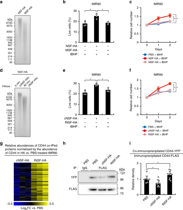 Abundance and size of hyaluronan in naked mole-rat tissues and