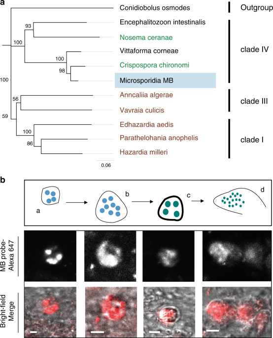A microsporidian impairs Plasmodium falciparum transmission in Anopheles arabiensis mosquitoes