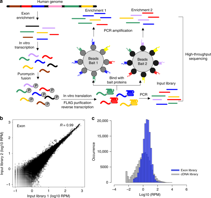 Mrna Display With Library Of Even Distribution Reveals Cellular Interactors Of Influenza Virus Ns1 Nature Communications