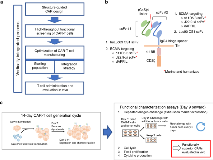 Systematically optimized BCMA/CS1 bispecific CAR-T cells robustly control  heterogeneous multiple myeloma | Nature Communications