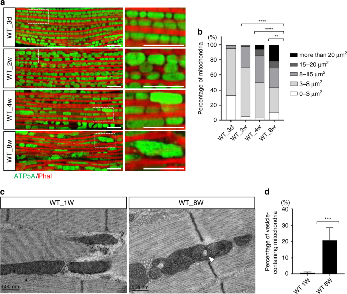 Vesicular transport mediates the uptake of cytoplasmic proteins into mitochondria in drosophila melanogaster