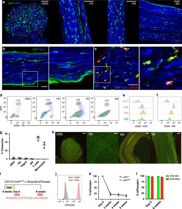 Peripheral nerve resident macrophages share tissue-specific programming and features of activated microglia
