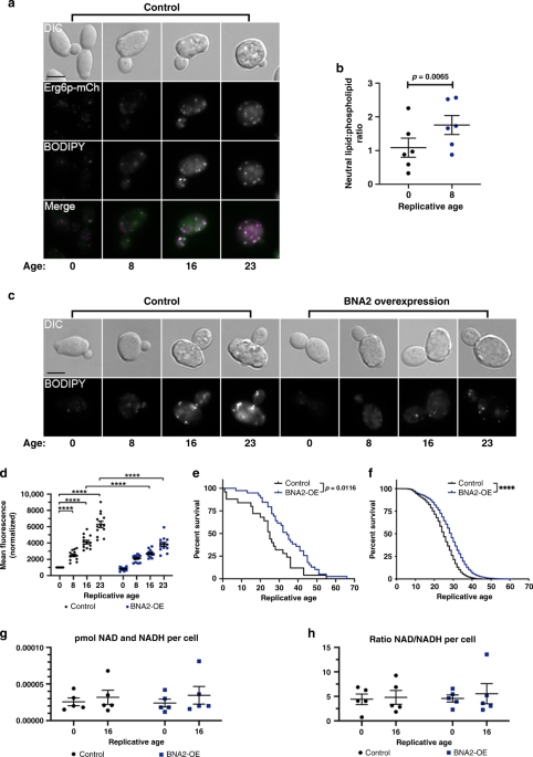 Independent Regulation Of Age Associated Fat Accumulation And Longevity Nature Communications