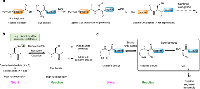 A Cysteine Selenosulfide Redox Switch For Protein Chemical Synthesis Nature Communications