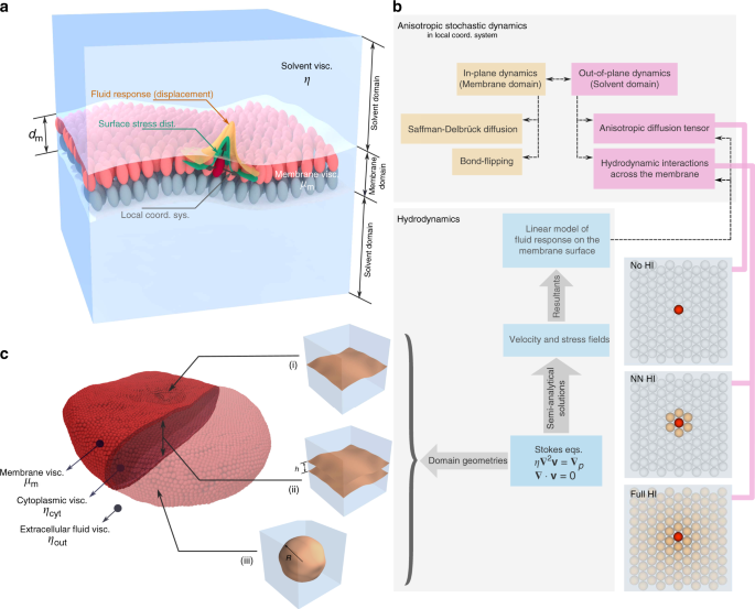 Large-scale simulation of biomembranes incorporating realistic kinetics  into coarse-grained models | Nature Communications