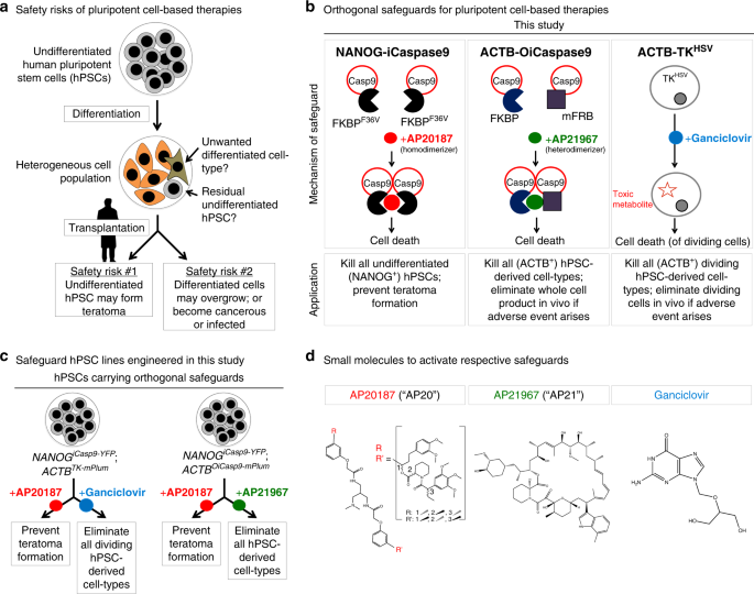 Improving the safety of human pluripotent stem cell therapies using genome-edited orthogonal safeguards