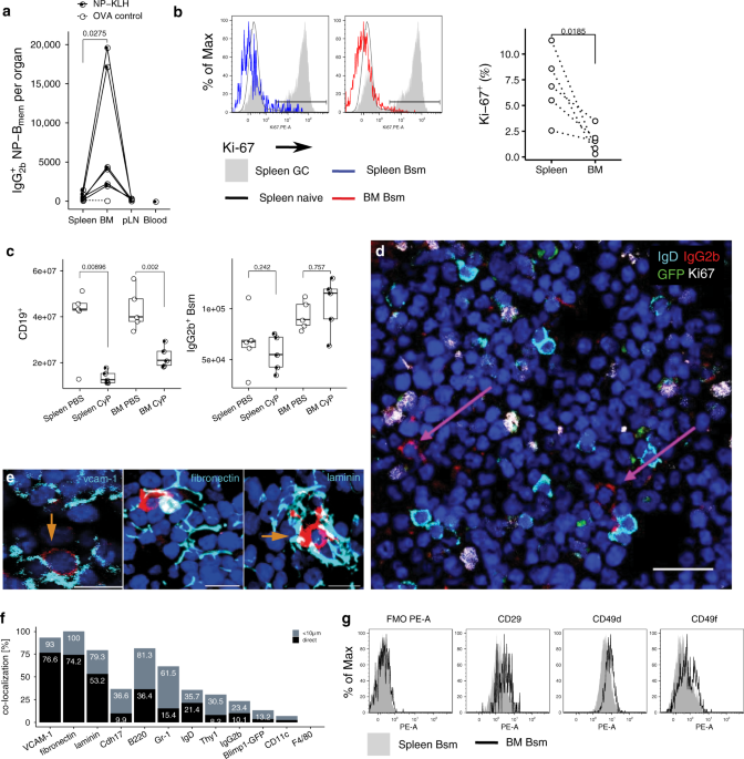Discrete populations of isotype-switched memory B lymphocytes are  maintained in murine spleen and bone marrow | Nature Communications