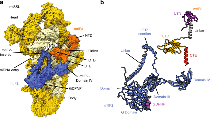 Distinct pre-initiation steps in human mitochondrial translation