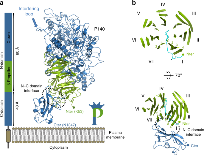 Structure And Mechanism Of The Nap Adhesion Complex From The Human Pathogen Mycoplasma Genitalium Nature Communications