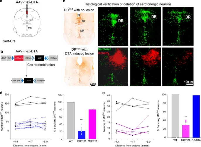 Role of serotonergic dorsal raphe neurons in hypercapnia-induced arousals
