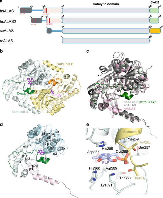 Human Aminolevulinate Synthase Structure Reveals A Eukaryotic Specific Autoinhibitory Loop Regulating Substrate Binding And Product Release Nature Communications