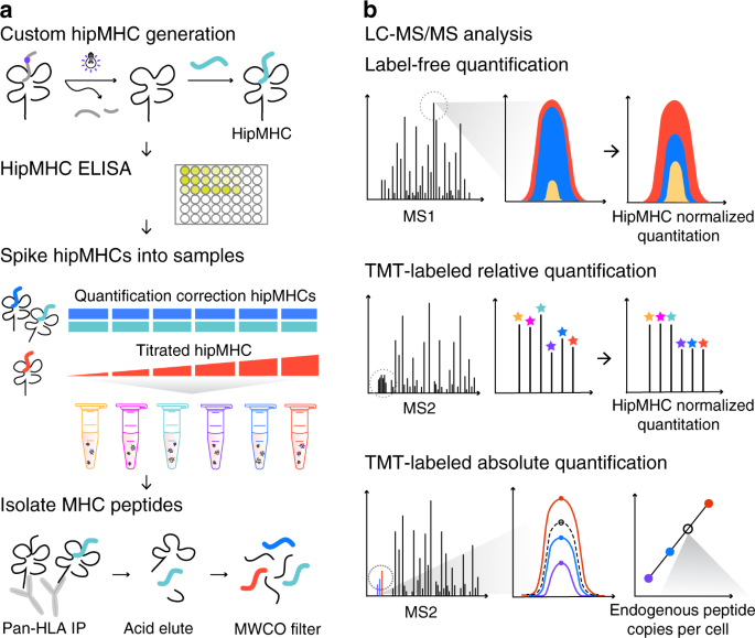 Multiplexed relative and absolute quantitative immunopeptidomics reveals mhc i repertoire alterations induced by cdk4/6 inhibition