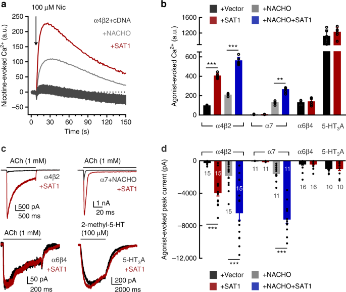 Polyamine regulation of ion channel assembly and implications for nicotinic acetylcholine receptor pharmacology