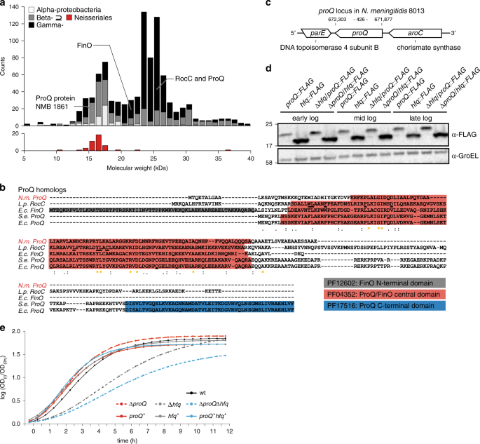 The minimal meningococcal proq protein has an intrinsic capacity for structure-based global rna recognition