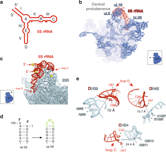 Ribosome Engineering Reveals The Importance Of 5s Rrna Autonomy For Ribosome Assembly Nature Communications