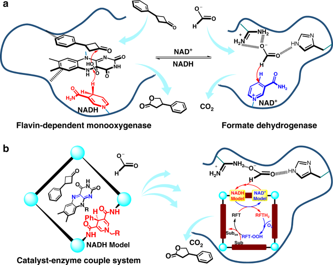 A host–guest approach to combining enzymatic and artificial catalysis for catalyzing biomimetic monooxygenation | Nature Communications
