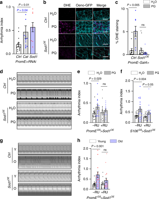 Impaired Peroxisomal Import In Drosophila Oenocytes Causes Cardiac Dysfunction By Inducing Upd3 As A Peroxikine Nature Communications