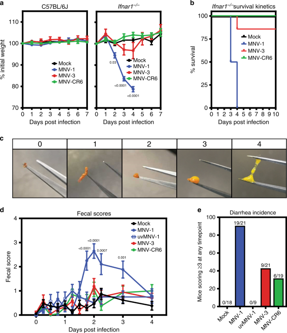 Norovirus infection causes acute self-resolving diarrhea in wild-type neonatal mice