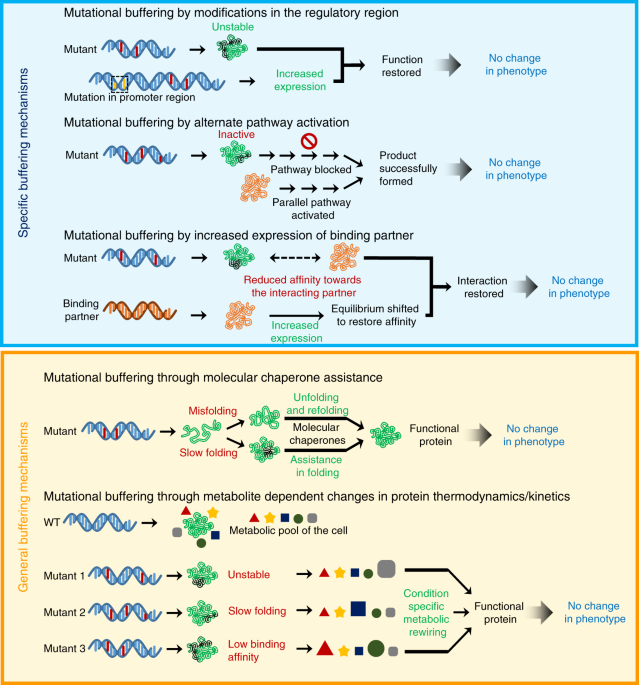 Distinct Metabolic States Of A Cell Guide Alternate Fates Of Mutational Buffering Through Altered Proteostasis Nature Communications<script async src=