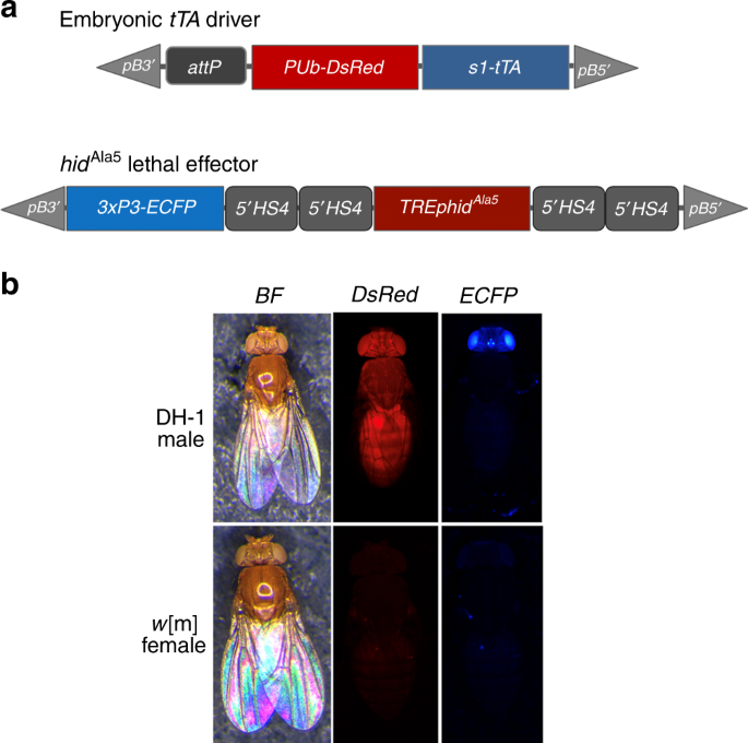 Genetic breakdown of a tet-off conditional lethality system for insect population control