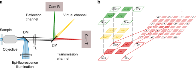 Spectral cross-cumulants for multicolor super-resolved SOFI imaging |  Nature Communications