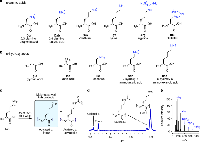 Mutually stabilizing interactions between proto-peptides and rna
