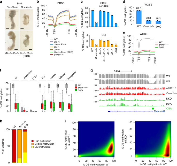 Genome-wide analysis in the mouse embryo reveals the importance of dna methylation for transcription integrity