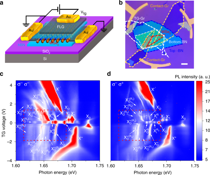 Phonon Exciton Interactions In Wse 2 Under A Quantizing Magnetic Field Nature Communications