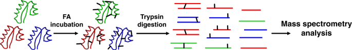 Mass spectrometry reveals the chemistry of formaldehyde cross-linking in structured proteins