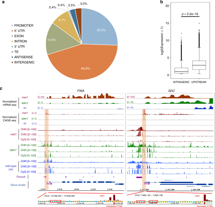 Epigenetic Regulation Of Spurious Transcription Initiation In Arabidopsis Nature Communications