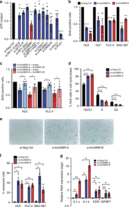 The lncRNA lincNMR regulates nucleotide metabolism via a YBX1 - RRM2 axis  in cancer