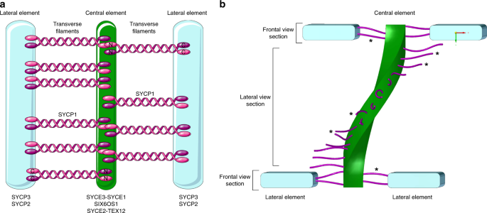 Tracking Down The Molecular Architecture Of The Synaptonemal Complex By Expansion Microscopy Nature Communications