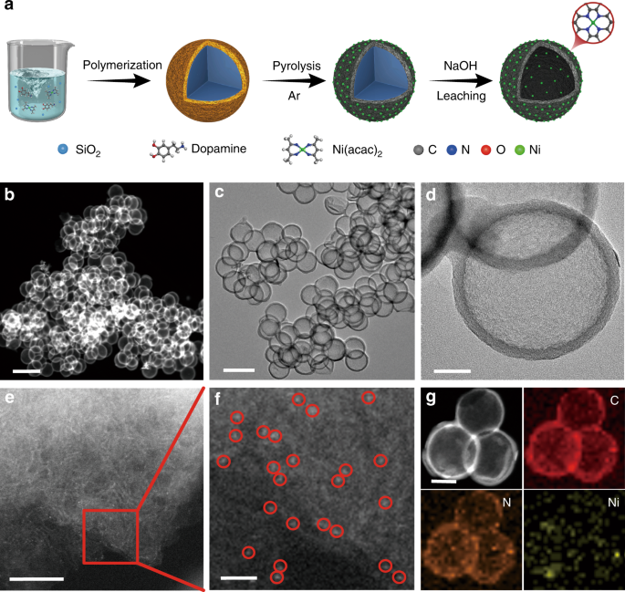 Single-atom ni-n4 provides a robust cellular no sensor