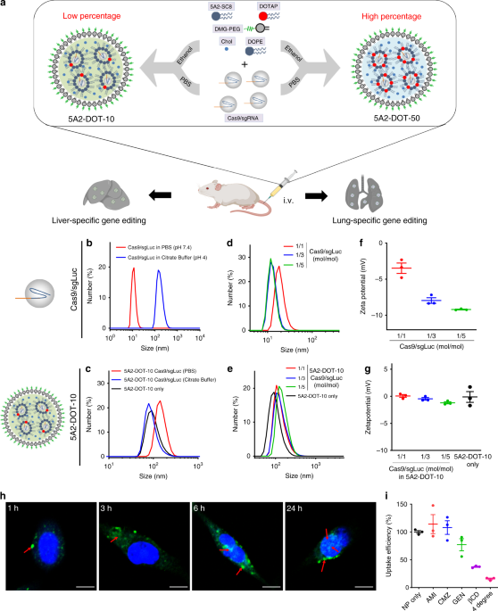 Systemic Nanoparticle Delivery Of Crispr Cas9 Ribonucleoproteins For Effective Tissue Specific Genome Editing Nature Communications