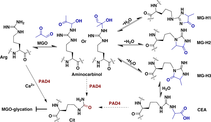 Protein arginine deiminase 4 antagonizes methylglyoxal-induced histone  glycation | Nature Communications