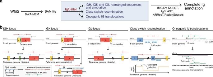 IgCaller for reconstructing immunoglobulin gene rearrangements and  oncogenic translocations from whole-genome sequencing in lymphoid neoplasms  | Nature Communications