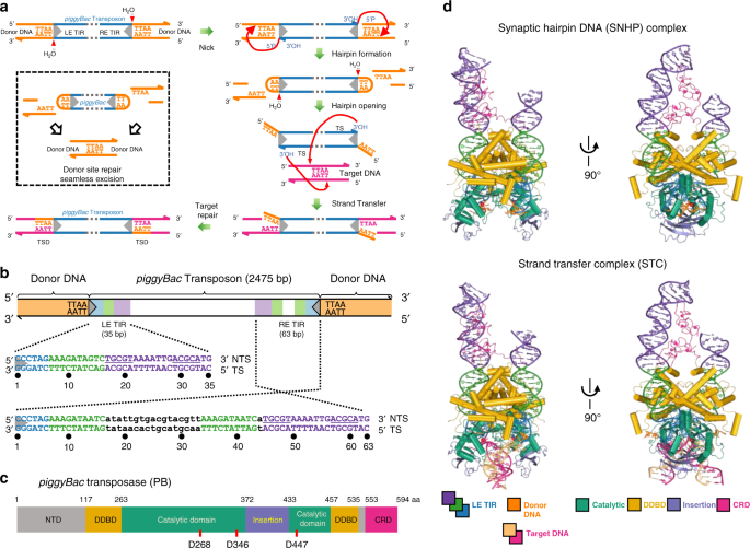 Structural basis of seamless excision and specific targeting by piggyBac  transposase | Nature Communications