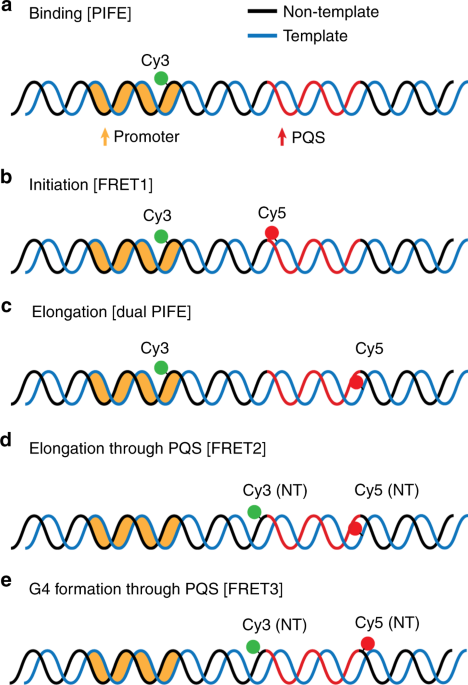 NMM and CV binding to GQ DNA. (A) Chemical structure of NMM and CV. (B)