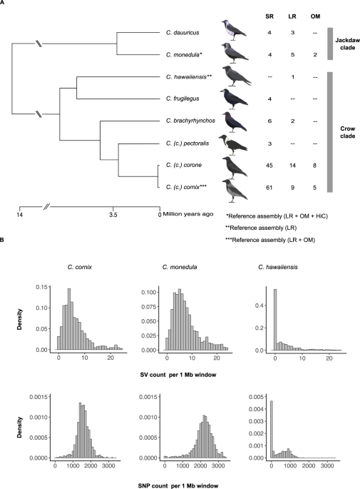 Discovery and population genomics genus in variation | Communications a structural of Nature songbird