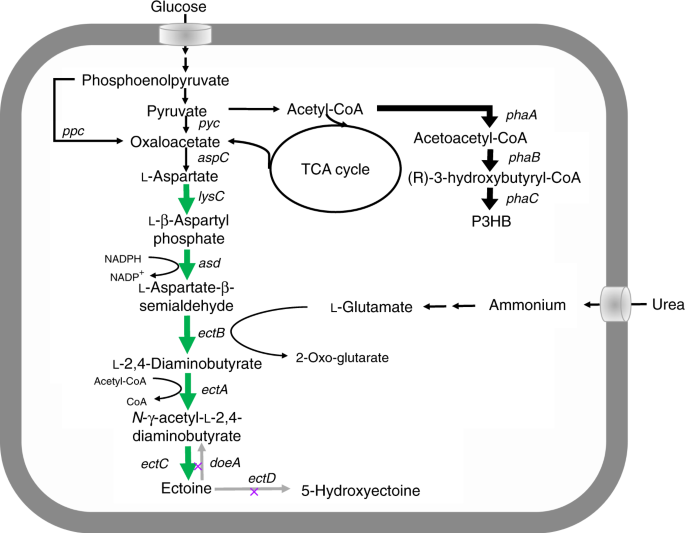 Rational Flux Tuning Of Halomonas Bluephagenesis For Co Production Of Bioplastic Phb And Ectoine Nature Communications Rational Flux Tuning Of Halomonas Bluephagenesis For Co Production Of Bioplastic Phb And Ectoine Nature Communications