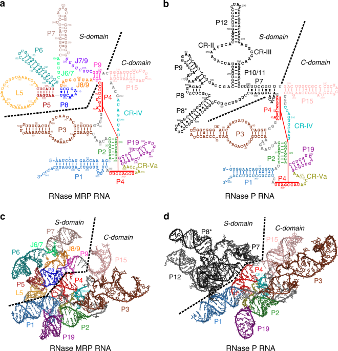 Cryo Em Structure Of Catalytic Ribonucleoprotein Complex Rnase Mrp Nature Communications