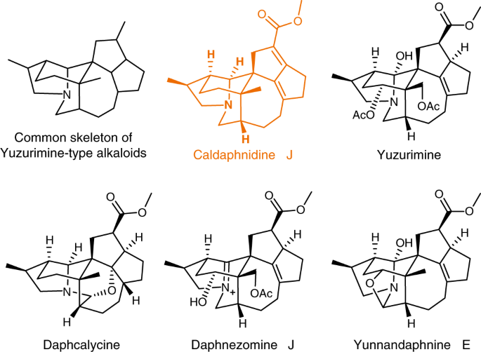 Asymmetric Total Synthesis Of Yuzurimine Type Daphniphyllum Alkaloid Caldaphnidine J Nature Communications