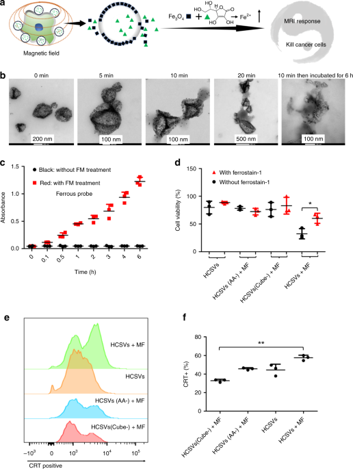 Magnetic field boosted ferroptosis-like cell death and responsive MRI using  hybrid vesicles for cancer immunotherapy | Nature Communications