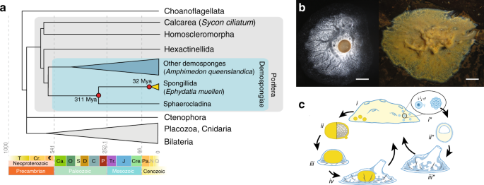 Tracing animal genomic evolution with the chromosomal-level assembly of the freshwater  sponge Ephydatia muelleri | Nature Communications