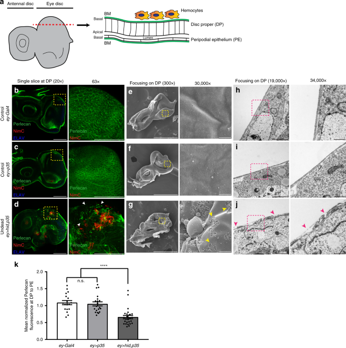 Basement membrane damage by ROS- and JNK-mediated Mmp2 activation drives  macrophage recruitment to overgrown tissue | Nature Communications
