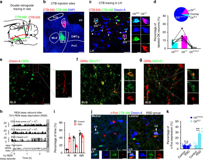 Orexin Signaling Modulates Synchronized Excitation In The Sublaterodorsal Tegmental Nucleus To Stabilize Rem Sleep Nature Communications