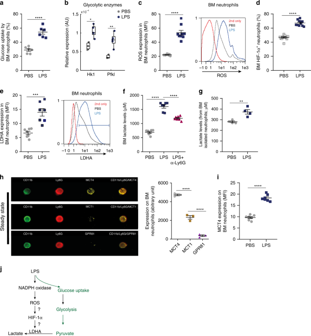 Lactate induces vascular permeability via disruption of VE-cadherin in  endothelial cells during sepsis