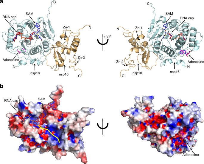 Structural Basis Of Rna Cap Modification By Sars Cov 2 Nature Communications