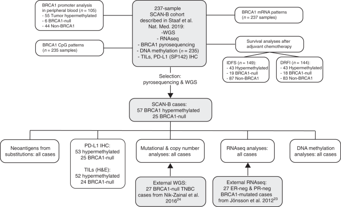 Comprehensive Molecular Comparison Of Brca1 Hypermethylated And Brca1 Mutated Triple Negative Breast Cancers Nature Communications
